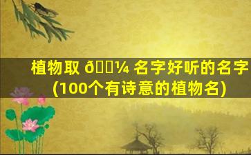 植物取 🐼 名字好听的名字(100个有诗意的植物名)